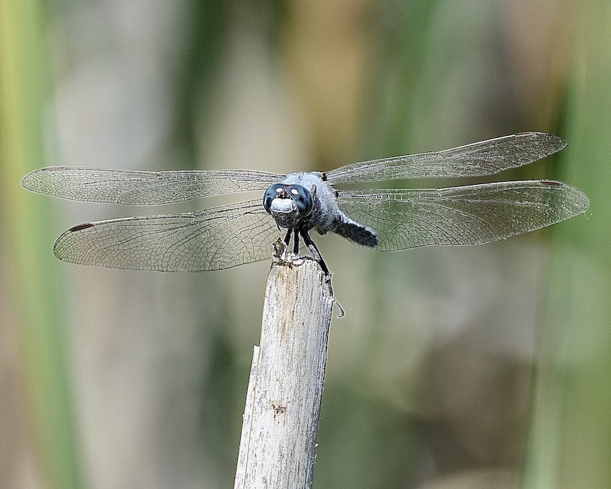 southern skimmer